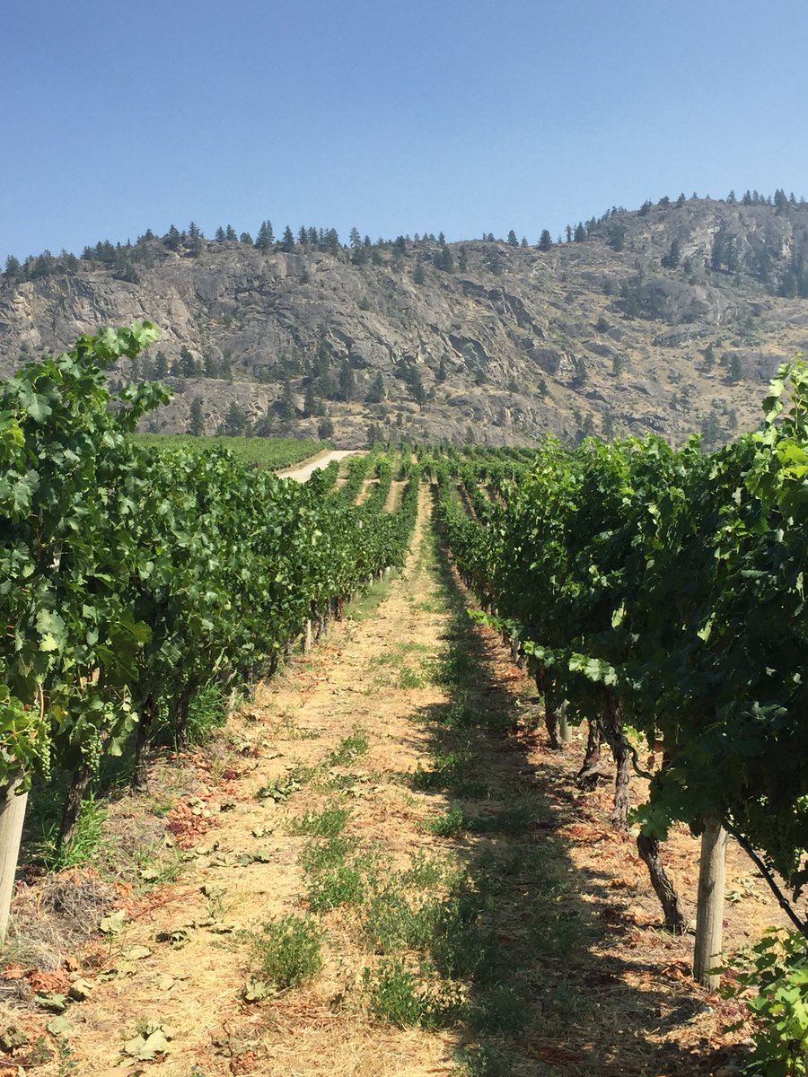 baads's tweet image. One of the merlot blocks @BurrowingOwlBC  @UncorktheSun