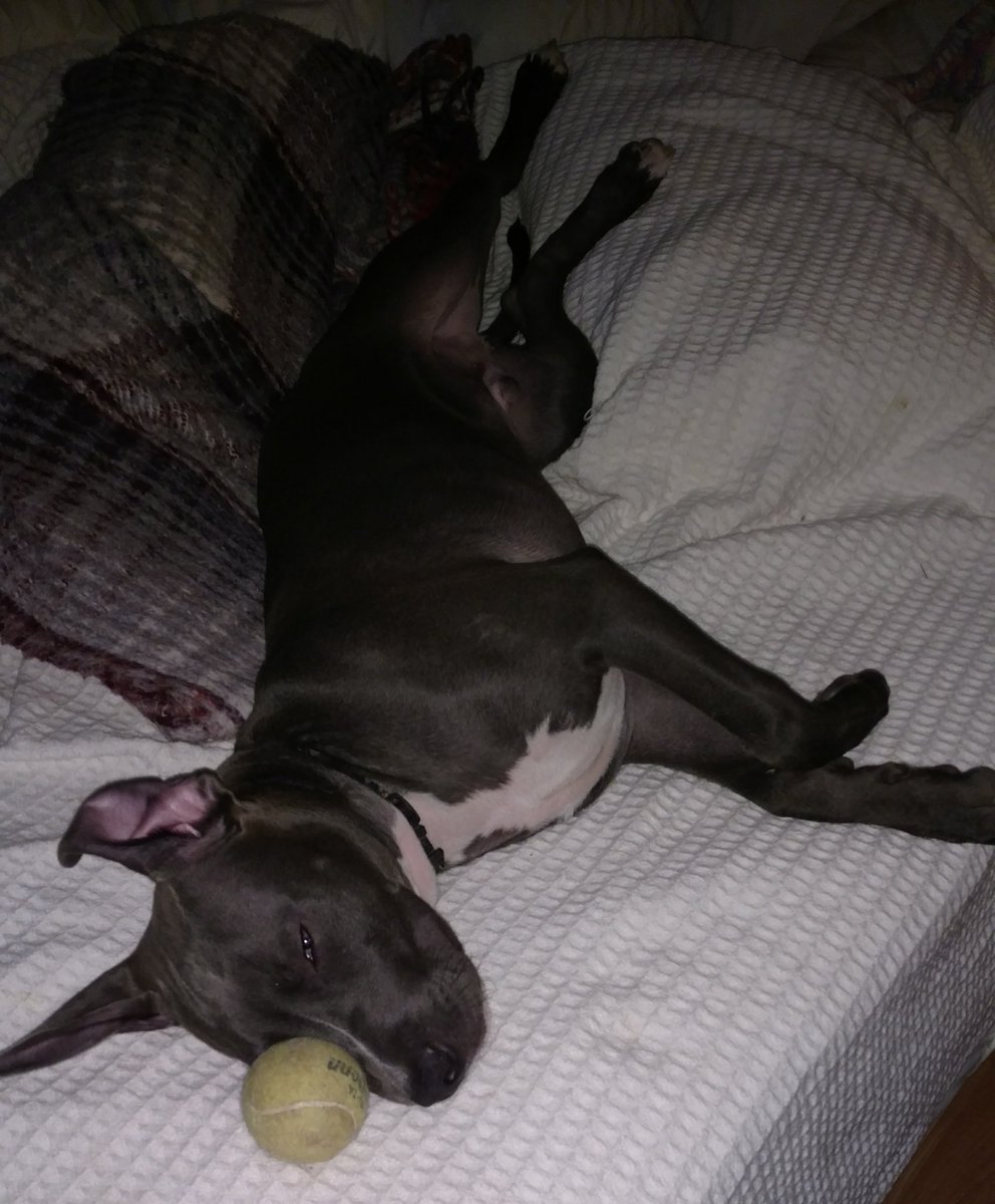 Too pooped to pup properly. I feel ya, boy.