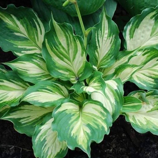 HostasDirect's tweet image. Hostas for Every Year and Every Garden; SALE!! - mailchi.mp/hostasdirect/b…