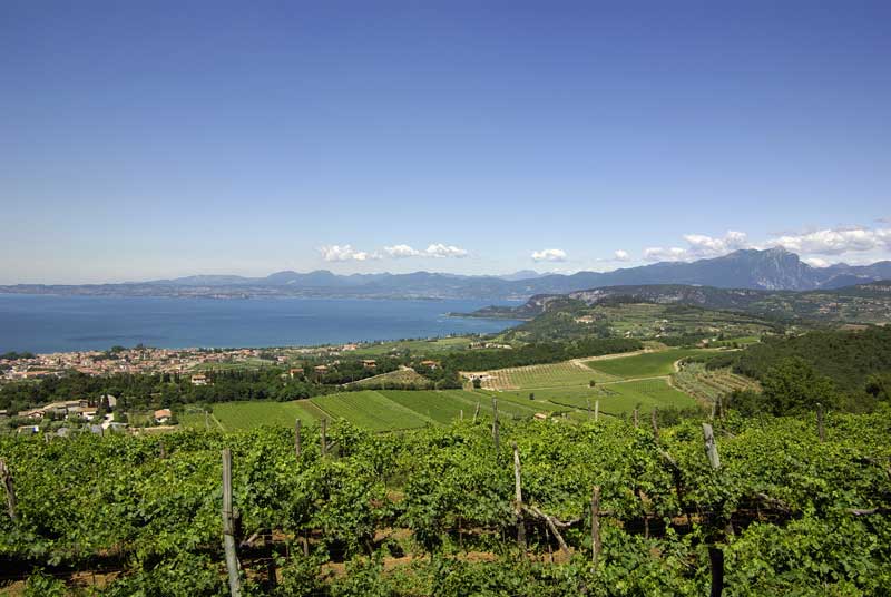 fabiobenati's tweet photo. @Andrea_Radic @PasqualeAbiuso @de_giovannna @marmanug @IlMattinoFoggia @Chicomesol @paoloigna1 @TizianaNicolo @fabiociarla @ChiarettoPink #WINETRACKS-Dell'azienda agricola #Raval che è anche un agriturismo e produce olio e marmellate, mi piace che nei suoi appartamenti gli ospiti possano consultare una piccola biblioteca con libri sul territorio e per bambini. Abbino @piturafreska #PinFloi https://t.co/aB48p64Hfx https://t.co/3J54ID3YqG