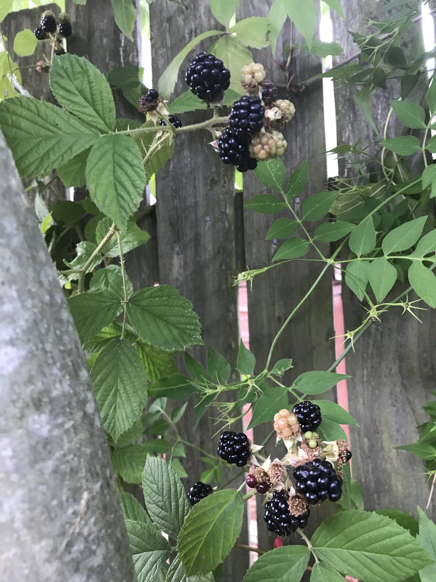 RubySus's tweet photo. When your garden surprises you with an unexpected bounty 🤗 #Blackberry https://t.co/9yjVo5SznN