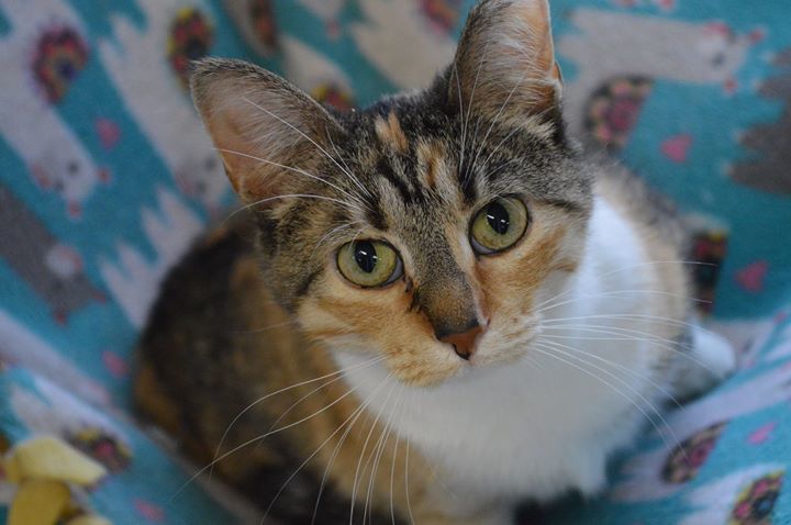 DecaturAnimals's tweet image. Korr Sella is one of our AWESOME lobby cats.  She LOVES to roam the lobby in the morning prior to the shelter opening.  Korr Sella loves to help with morning work by laying right across our desks.  She craves attention and loves to be petted.  Korr Sella is too cute when she…