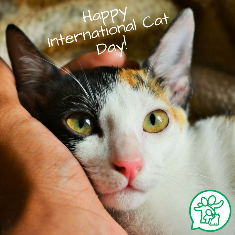 Happy International Cat Day!🐾

Here are some fun cat facts for kids to help you and your family celebrate: ow.ly/ATQk30ljgzf 
#internationalcatday #catlover #catlady #family #parenting #lifewithcats #lifewithkids