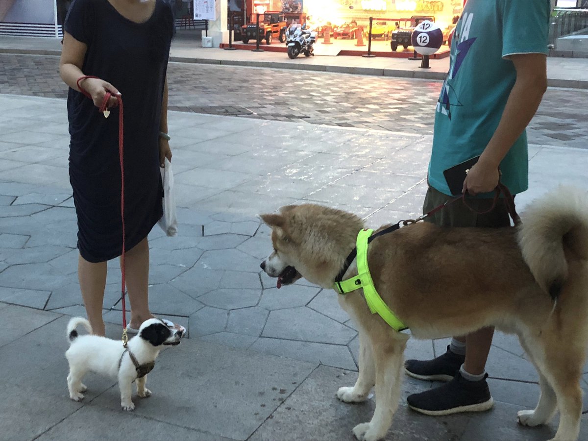 The big dog offered the little one an OBOR project and an FTA.