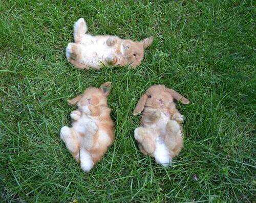 激かわ特集 芝生の上で仰向けでお昼寝するウサギ