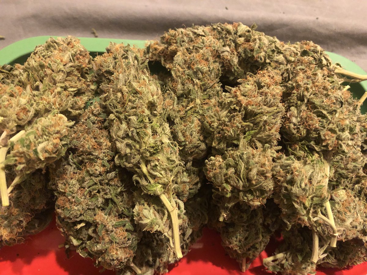 MannyRassGanja's tweet photo. Blueberry #growthscience #duby ##indica #passit #passtheduby #passthatshit #scrog #stayhigh #stay #budporn #trichomes #nugporn #nugs #medicine #dubylife #duby #growyourown #sonder #stoner #elevated #dank #highlife #cannabis #cannabiscommunity #cannabisculture #weedporn #weedsmok https://t.co/6EojpgUKTt