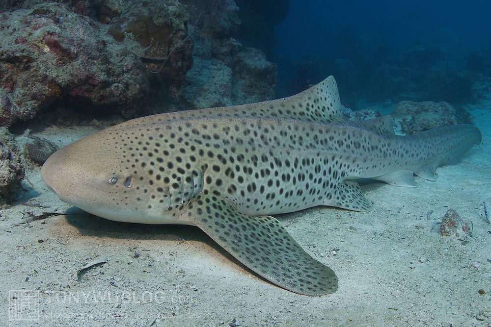 OtletResearch's tweet image. Did you know we have zebra shark (Stegostoma fasciatum) samples available on Otlet!? These are fin clips from the Arabian Sea. Head over to Otlet to find out more buff.ly/2uIBE4c + RT for scientist who might be interested #samplesforscience