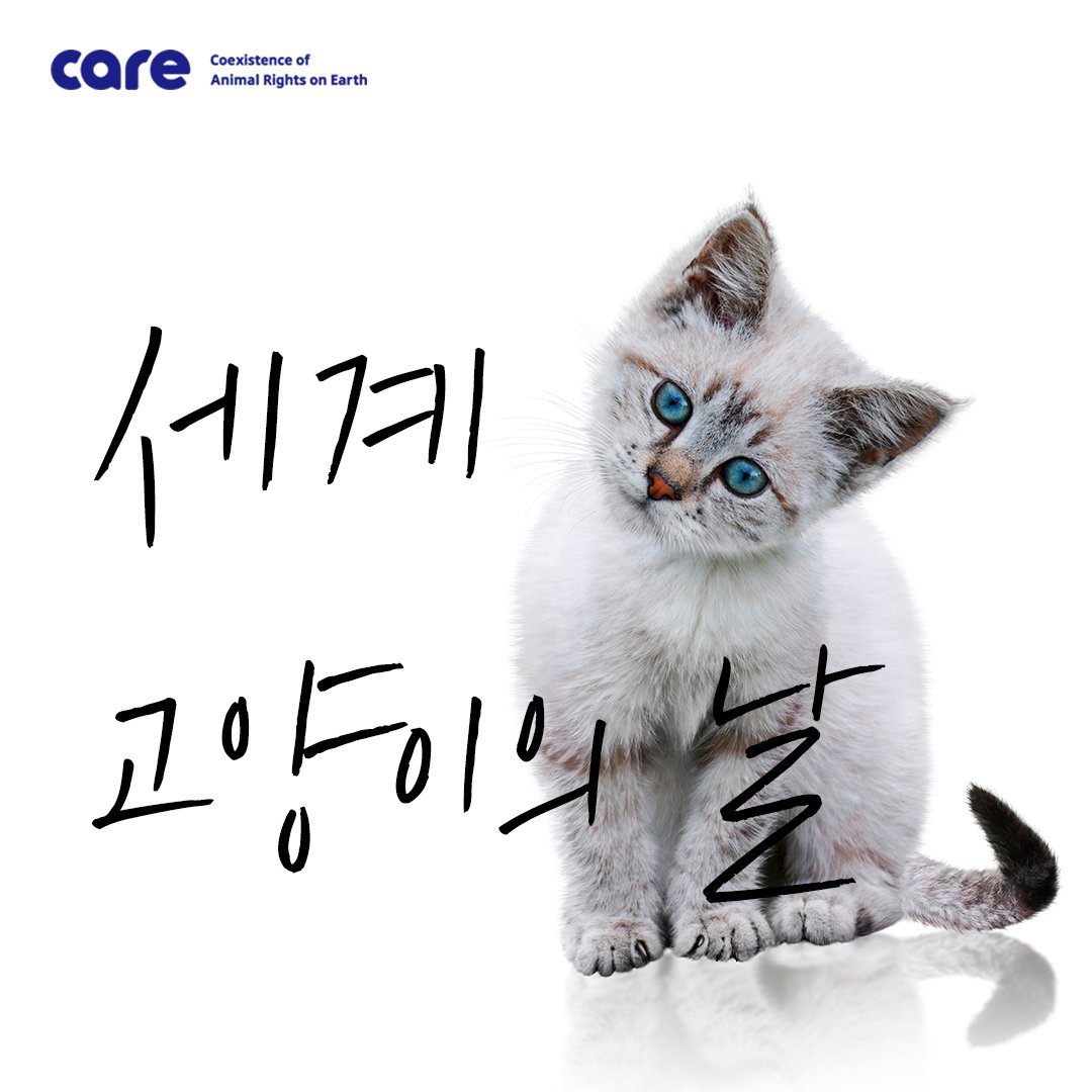 FromCareKorea's tweet photo. [매년 8월 8일, '세계 고양이의 날'입니다] 🐈

사연속 고양이들을 따뜻한 마음으로 품어주실 가족을 기다립니다!

😍고양이 보러가기 >> https://t.co/LzBC9wWWKa

#세계고양이의날 #흑석동고양이 #가족을기다려요 #동물권단체케어 https://t.co/BdEtIyRgrg