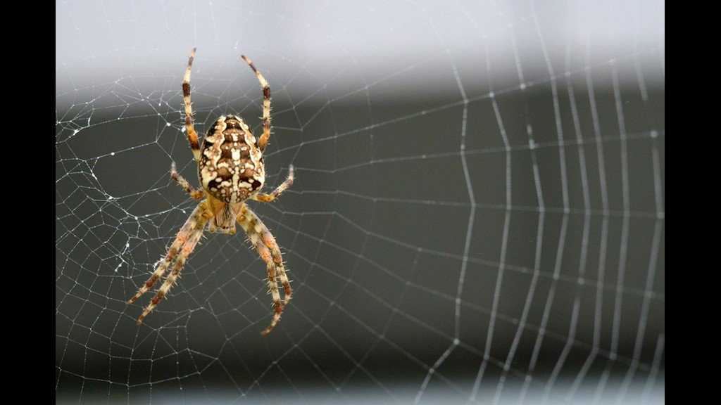 wbir's tweet photo. Abnormal weather means more spiders https://t.co/pkSMRuf5Mz https://t.co/JOB9iwSLpQ
