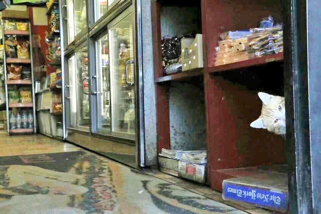 Bodega Cats (@bodegacats_) on Twitter photo 