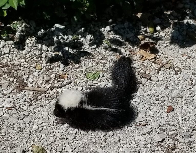 AAnimalControl's tweet photo. Is a sick, wild animal causing you problems? https://t.co/OYPzHyQHRN https://t.co/SDVEttXeeC