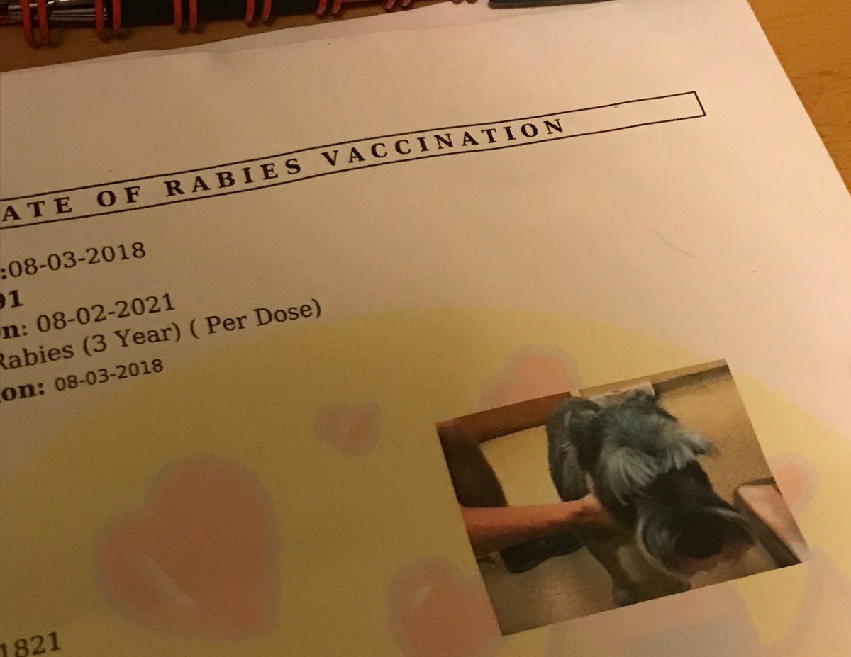 TwoGreyDogs's tweet image. So our vet takes a pic for proof of rabies vaccination and this is Molly’s and I am dead. #definitelynotrabid #justseriouslytickedoff