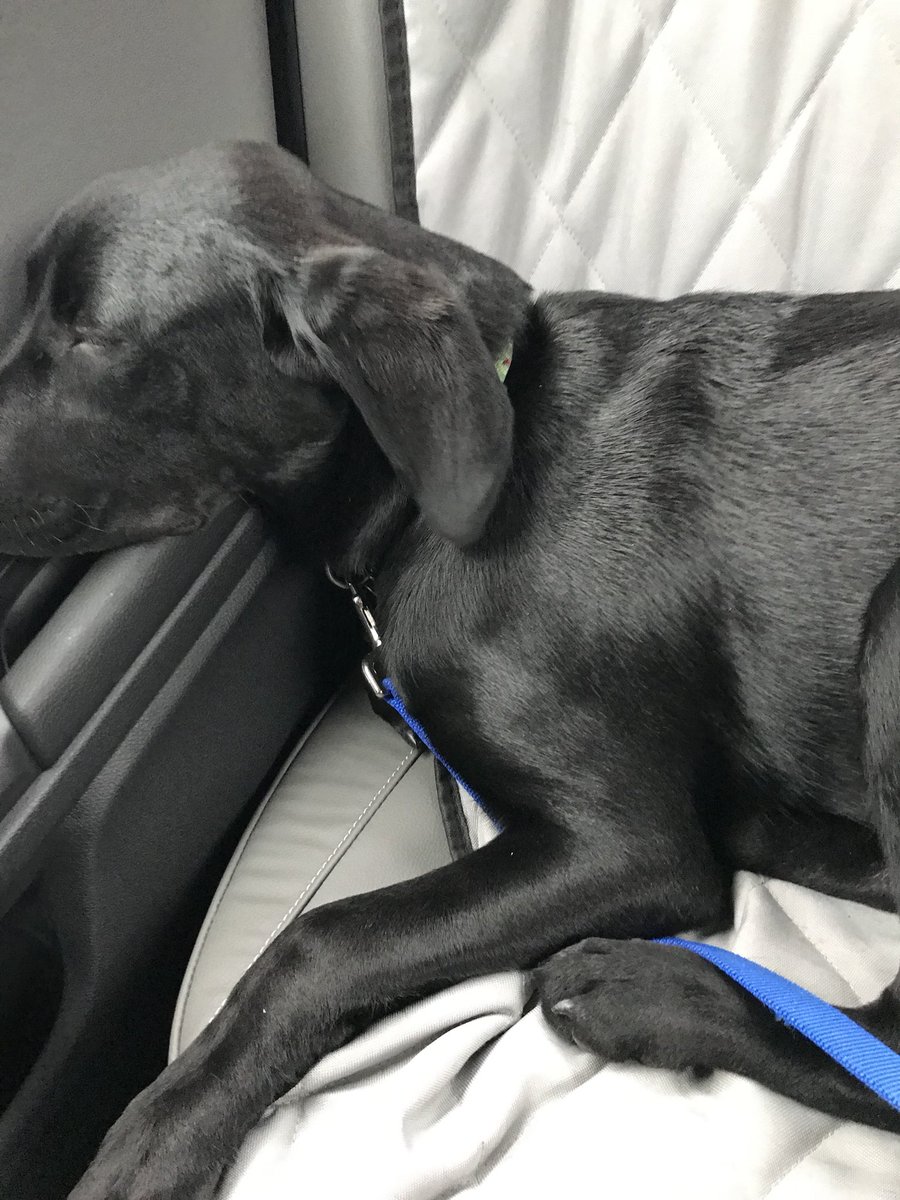 CClaytonNPHS's tweet photo. PuppyTV Goes to PuppySchool
Before & After #learningmakesmetired #tryingreallyhard https://t.co/u3nb6OgJN4