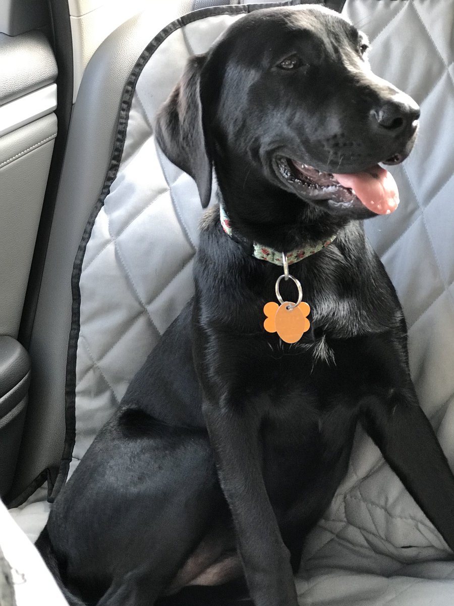 CClaytonNPHS's tweet photo. PuppyTV Goes to PuppySchool
Before & After #learningmakesmetired #tryingreallyhard https://t.co/u3nb6OgJN4