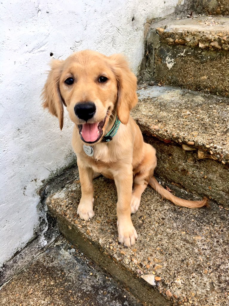alea_mcclendon's tweet photo. @Bryce_Hawkins Idk but here's a pic of my cute pup 😉 https://t.co/JF2OSDmO1j