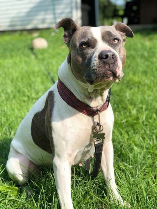 carlyhowee's tweet photo. IF ANYONE SEES MY DOG PLEASE GET AHOLD OF ME OR MY BROTHER. She ran off because of the storm😞😔💔 https://t.co/F6TIoXchv3