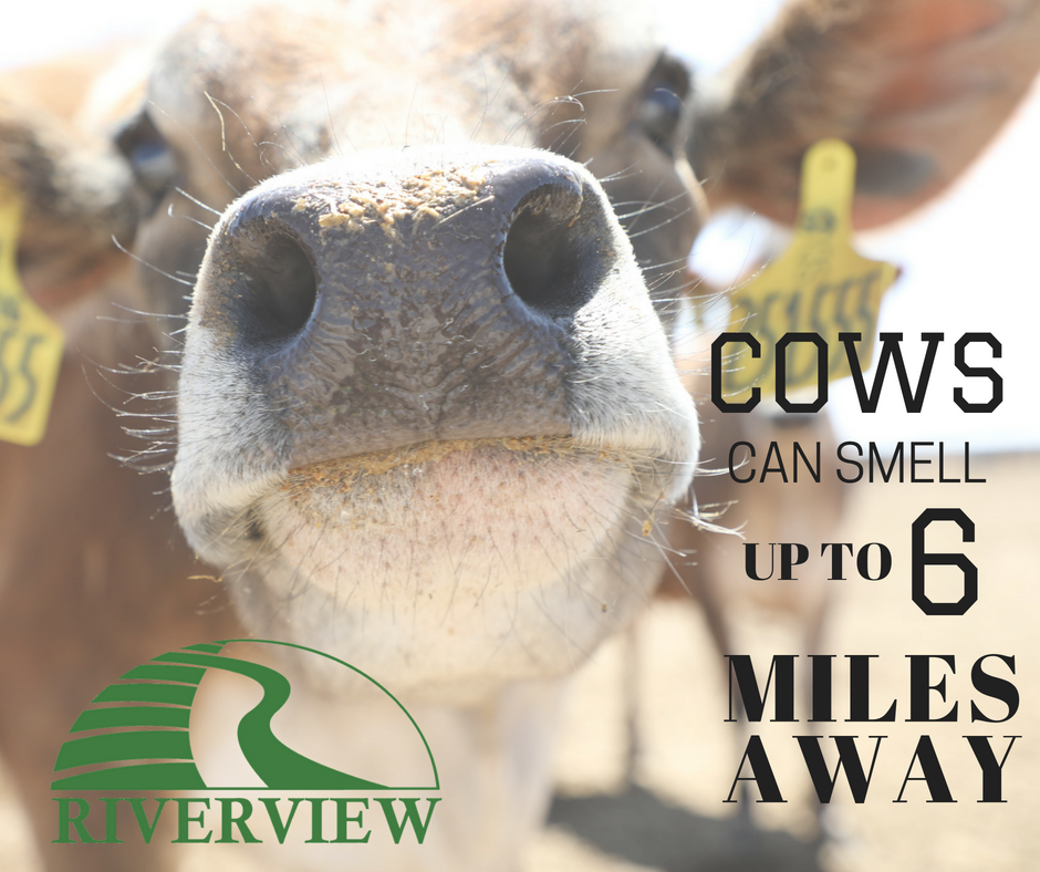 Cows have a very acute sense of smell and can smell up to 6 miles away!
#UndeniablyDairy
#Dairy
#SenseofSmell
#Cows
