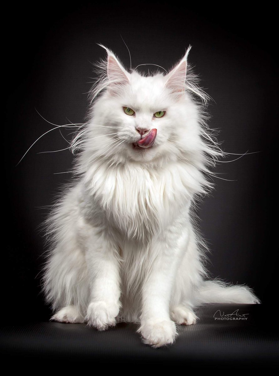 AdrastiaC's tweet photo. @catsofinstagram My new studio equipment arrived so Frideriki had to pose for me and I got this...LOL https://t.co/pWeSEd3V89