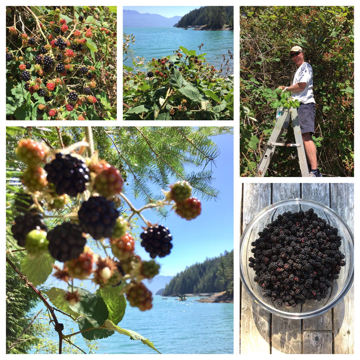 One of the joys of summer. Banner year for #blackberries . #naturesgift #Gambierlife #summertraditions