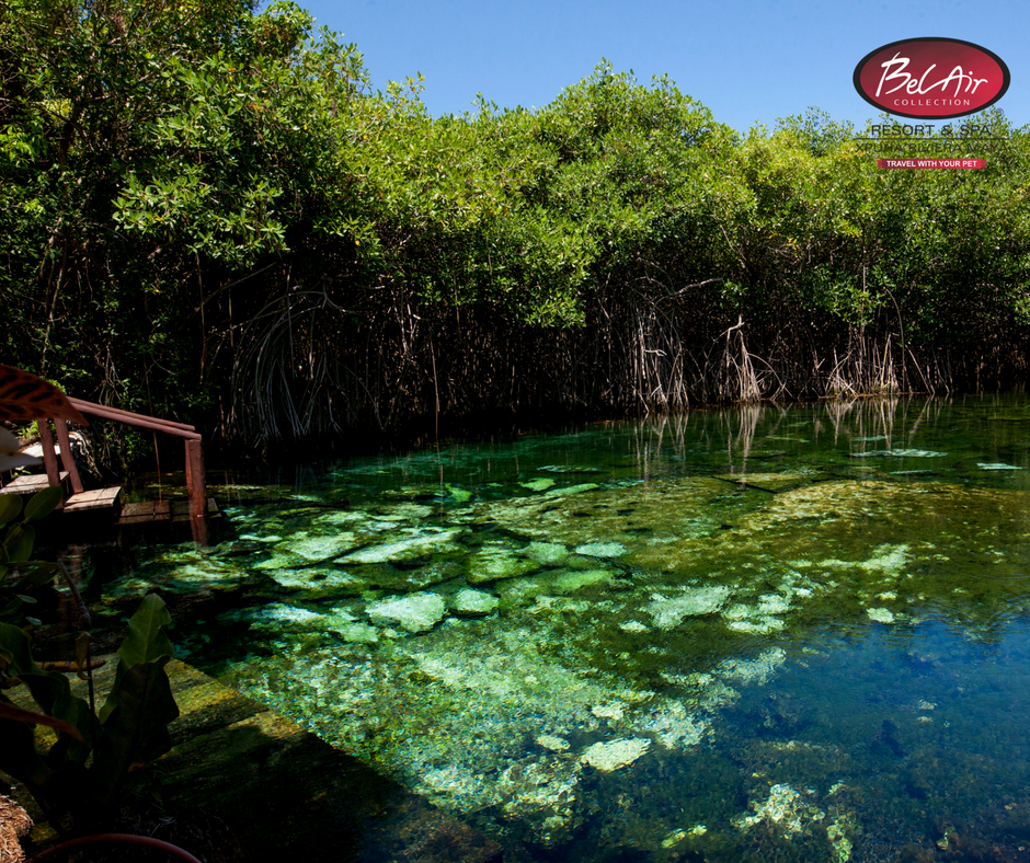 ¿Qué tal una foto en nuestro hermoso cenote verde?📸😎

Reservaciones aquí 👉 goo.gl/NgpxBm