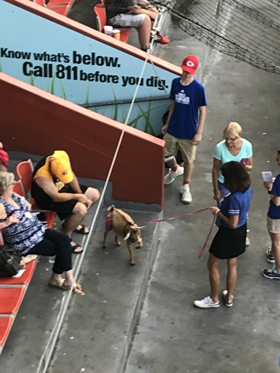 Wichita_Sports's tweet photo. We have a 🐐 sighting! Repeat we have a 🐐 sighting! @NBCBaseball #GWASCBuyoutNight https://t.co/8Alk1nnLKh