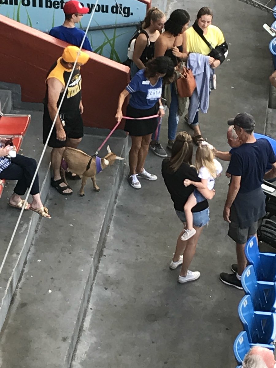 Wichita_Sports's tweet photo. We have a 🐐 sighting! Repeat we have a 🐐 sighting! @NBCBaseball #GWASCBuyoutNight https://t.co/8Alk1nnLKh