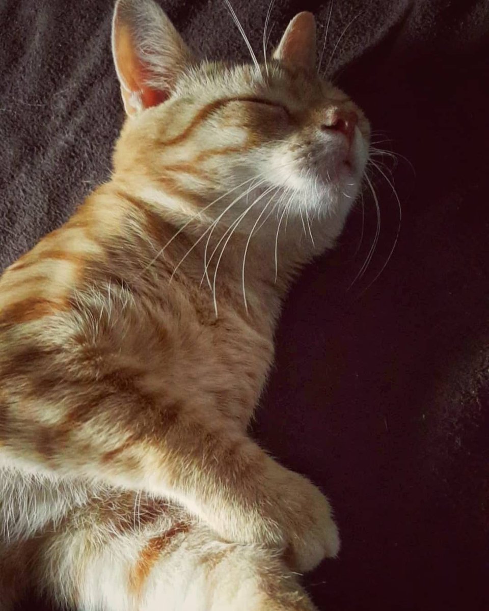 EdwardsKathiria's tweet photo. Orange Tiger 😻 Baby Boy ❤ https://t.co/D0R1NGfCqB