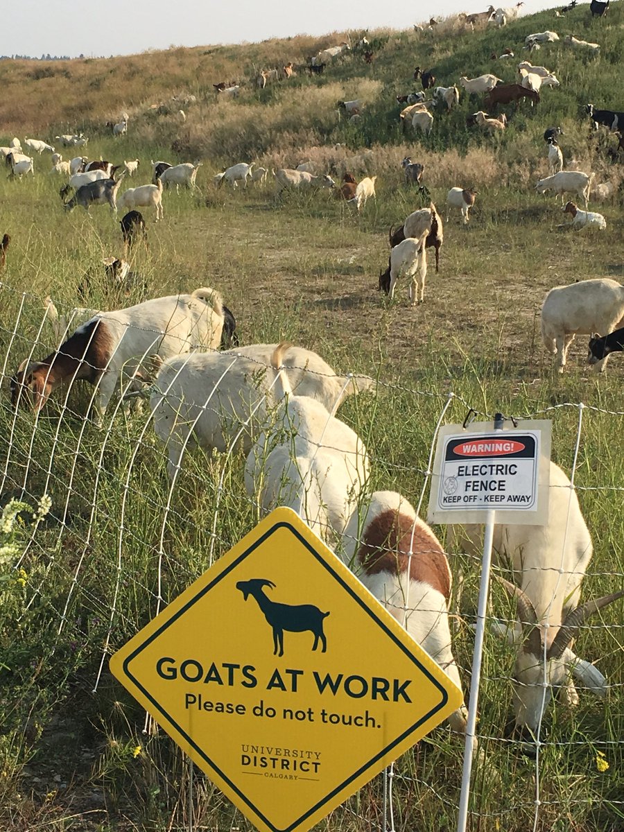 austinsaral's tweet photo. The goats are back! #goatsatwork #lawnmower #traffichazard #citymeetscountry #yyc ๐ ๐ ๐ https://t.co/9Cp8KgTwl4