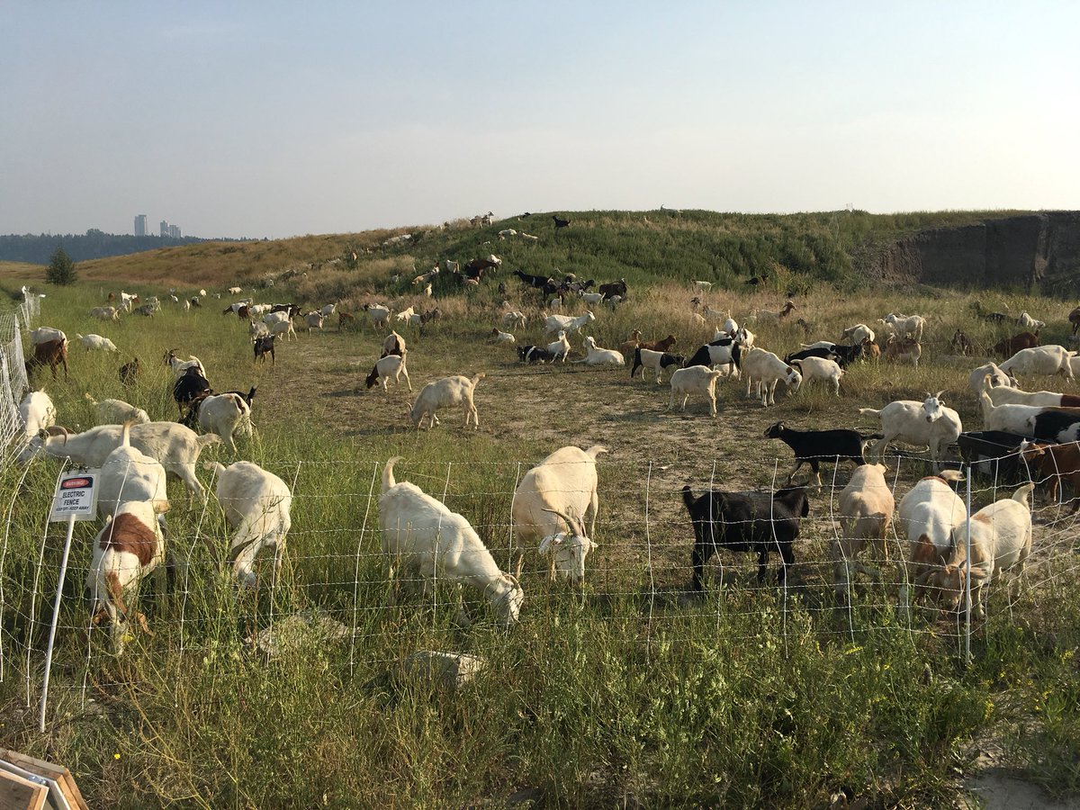 austinsaral's tweet photo. The goats are back! #goatsatwork #lawnmower #traffichazard #citymeetscountry #yyc ๐ ๐ ๐ https://t.co/9Cp8KgTwl4