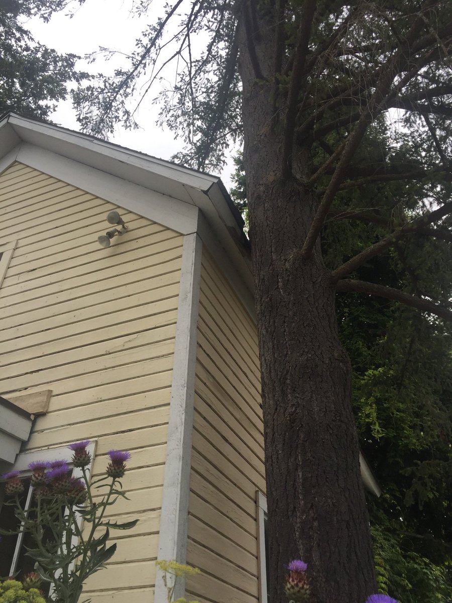 FieldsTreeCare's tweet image. Removed three large Douglas Firs to help preserve one of the oldest buildings on Bainbridge Island. The wood is being repurposed to make hard wood floor for the renovation. #wood #history #bainbridgeisland #architecture #arborist #tree #woodfloors #thankgodforskids
