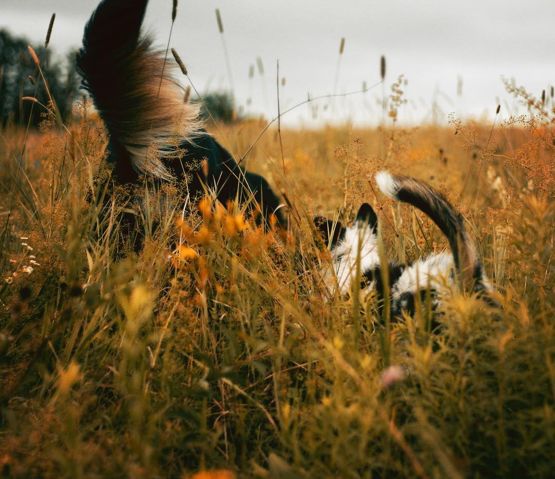 instagram's tweet image. Two pups like peas in a pod for #WHPbestfriends 🐶instagram.com/p/BmMnJYLgYwv