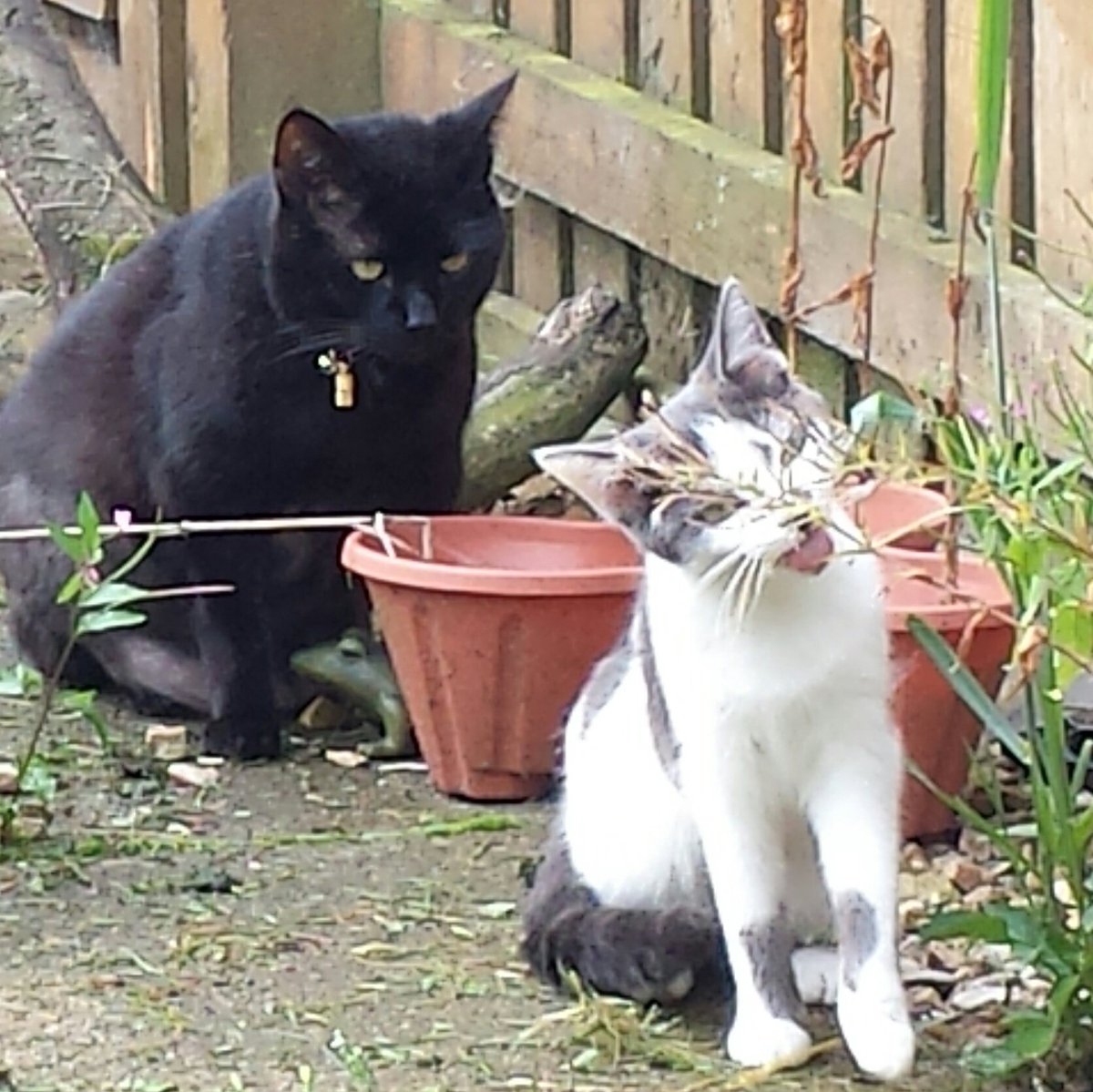 kitty_klan's tweet photo. Rupert wasn't too sure of this visitor.
#catvisit https://t.co/9acVaX7oUh