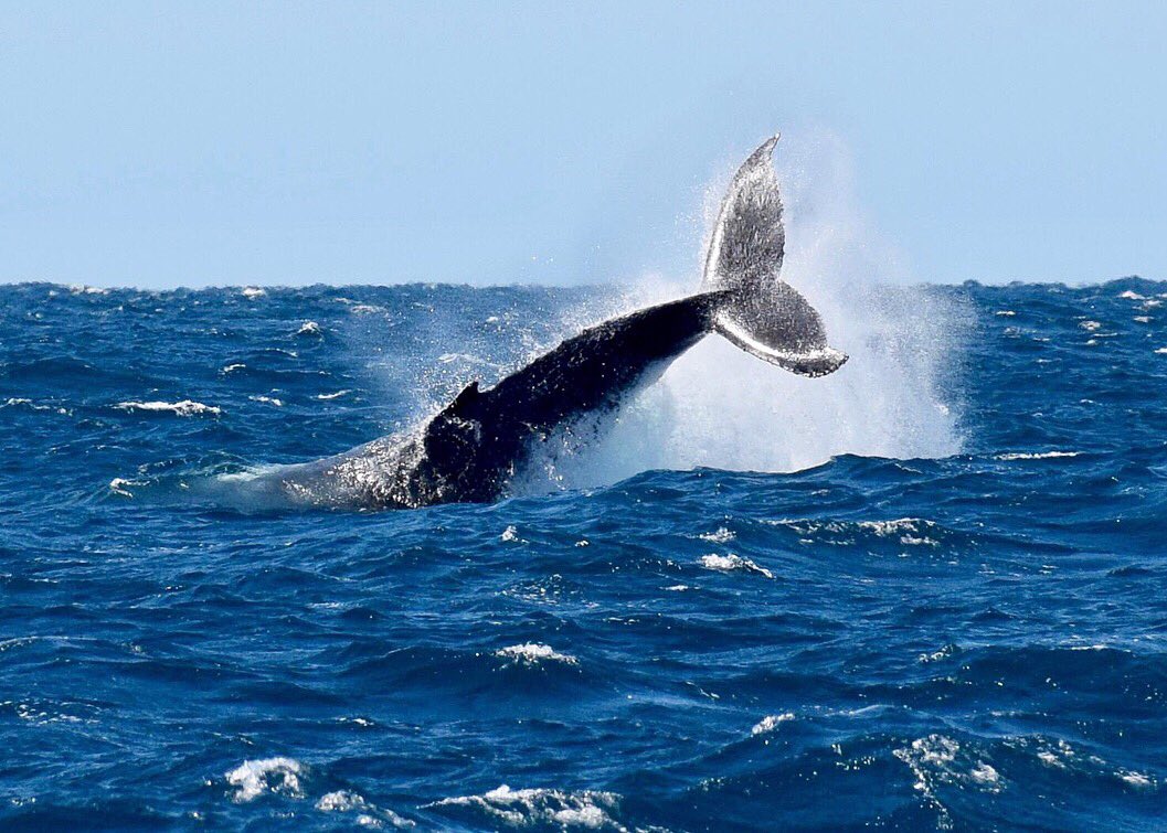 nic_fitz11's tweet photo. @katyperry how amazing is whale watching in Mooloolaba? 😍 https://t.co/tqMHQzWlee