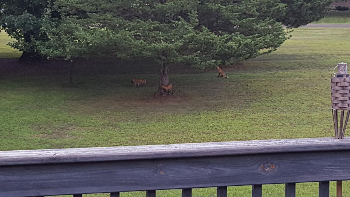 richmarvinlb's tweet photo. Nothing to see here. Just three foxes playing under a tree in my back yard. https://t.co/Y56eWzXb0M