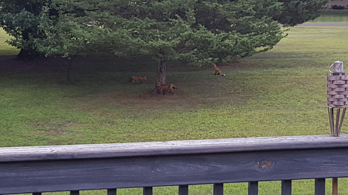 richmarvinlb's tweet photo. @fox47madison @channel_3000 Nothing like walking on my back deck and seeing 3 foxes playing #pardeevillefoxes https://t.co/5P9ixd58q9