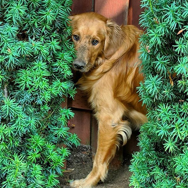 bemychewtoy's tweet image. I didn't do it 🐾 #dogdigging #pdxgoldens ift.tt/2AQUr2t