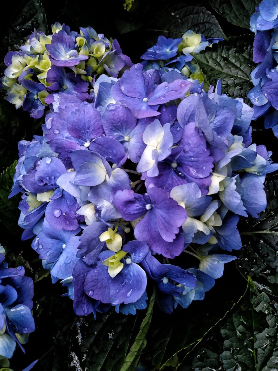 TierraMuhammad's tweet photo. May all good things blossom like a flower in your life. #originalphoto
#flower #nature #naturallight https://t.co/VWhVC5jQxP