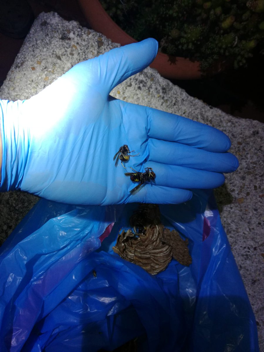 avpcmino's tweet photo. 06.08.2018. Lunes.  23.00 h. 

Nidos de Velutina eliminados en Viadeiro, A Brea y A Pousadoira.

#Viadeiro #ABrea #APousadoira #Miño #Callobre #Avispa #Velutina @112Galicia @avpcmino @avpcmino https://t.co/Kn9acS3MRL