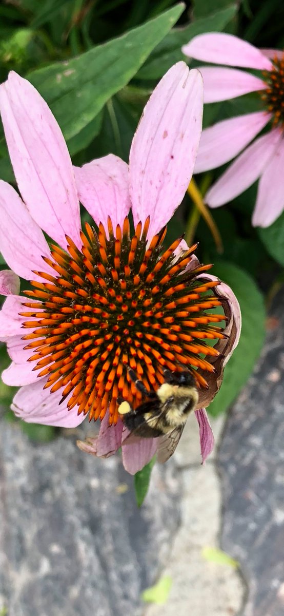 JOOOLYA's tweet photo. AH MUSKOKA...
#muskoka #lakejoeclub #bees #bzzzzzzzzz https://t.co/bLQKEqIjGd