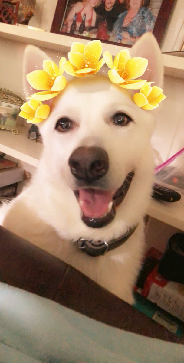 SBlades's tweet photo. #flowerchild #princessgraciepup #gsd #germanshepherd https://t.co/7WtMVkRUz8
