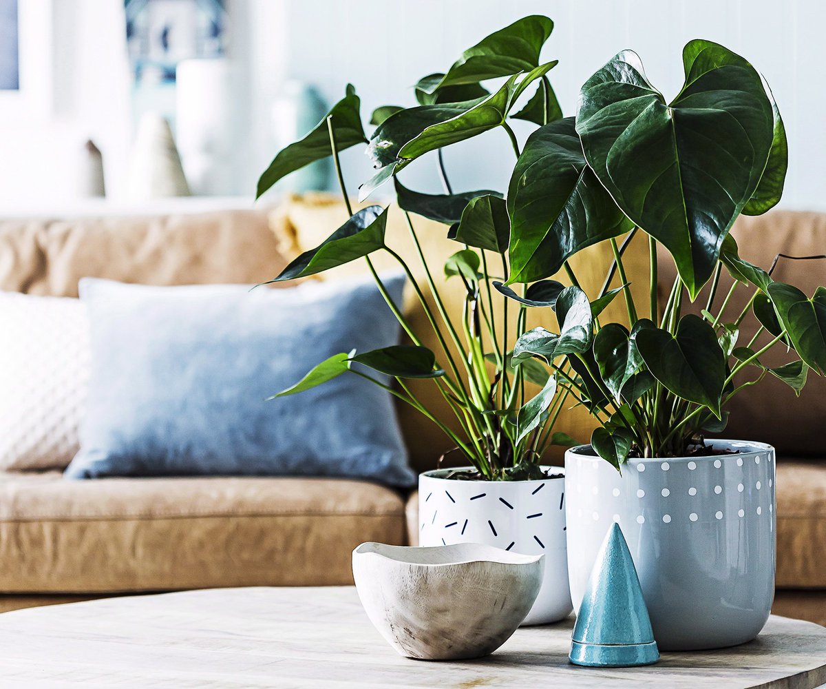 scarcere's tweet photo. 10 of the best air-purifying plants - According to NASA, these are the best plants for purifying the air in your home. https://t.co/ubz2SzV05x https://t.co/OpkEZziUpE