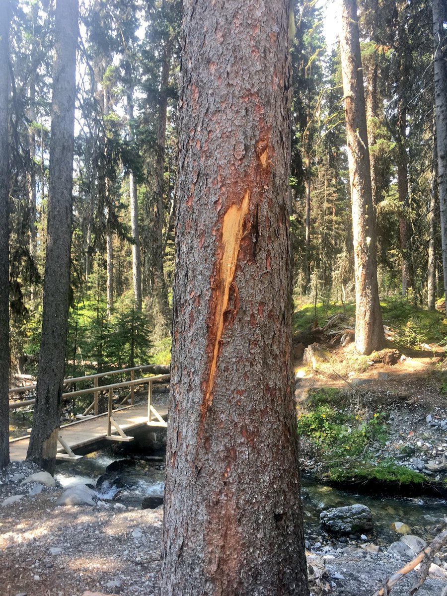 Bear claw mark on tree. 100m up the trail we spotted a sow grizzly and her 2 cubs.