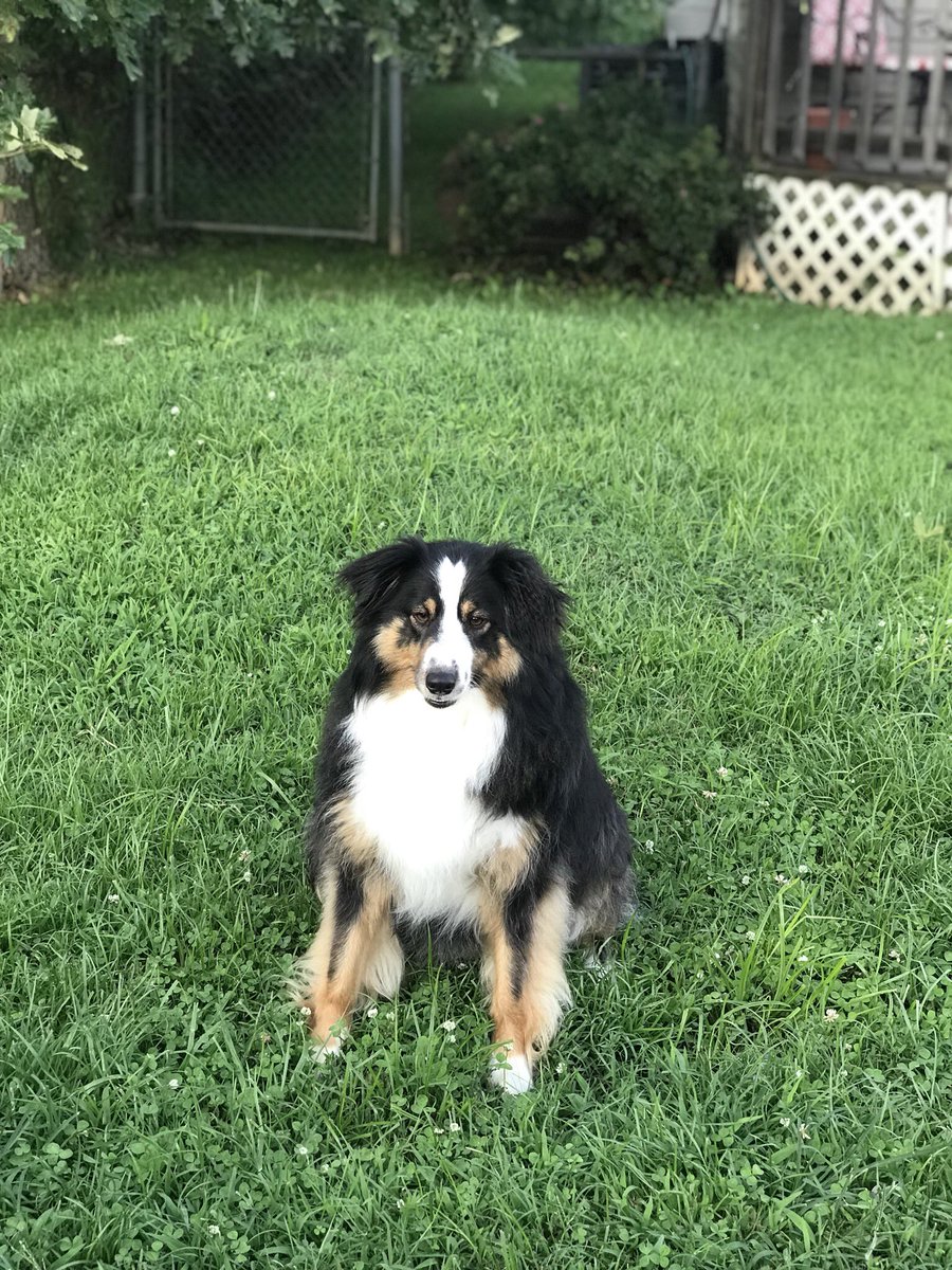 ultraboob's tweet photo. Before and after ✨ thanks to Adam Luikart! If your dog needs groomed snap him:) adamatthew16 https://t.co/cxODvoojiz