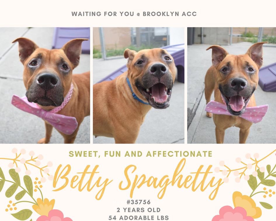 nasrene41's tweet photo. SWEET #BETTY #SPAGHETTY FOUND AS A #STRAY NEEDS A LOVINGFAMILY BUT CONDEMNED BY #NYCACC FOR A TREATABLE #COLD!
#RESCUEDOGS  #FOREVERHOME  #FOSTER #ADOPT  #CompanionAnimalProtectionAct #GetYourRescueOn  #EndBSL  #NYCHumaneMovement #CIRDC #SaveBETTYSPAGHETTY
https://t.co/JeGsfuGtTa https://t.co/m9PK70bm39