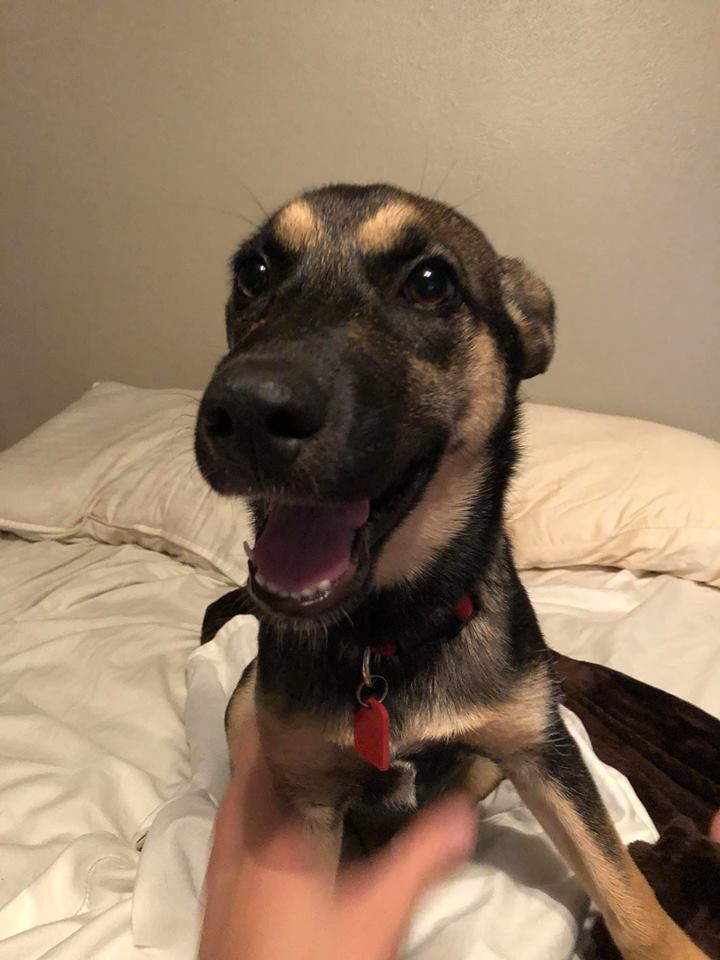 Aaron_Green2011's tweet photo. Life is better with good dogs.  I've had Nymeria for two months.  #Puppies #GermanShephardMix #HuskyMix https://t.co/Gu09IubWr2
