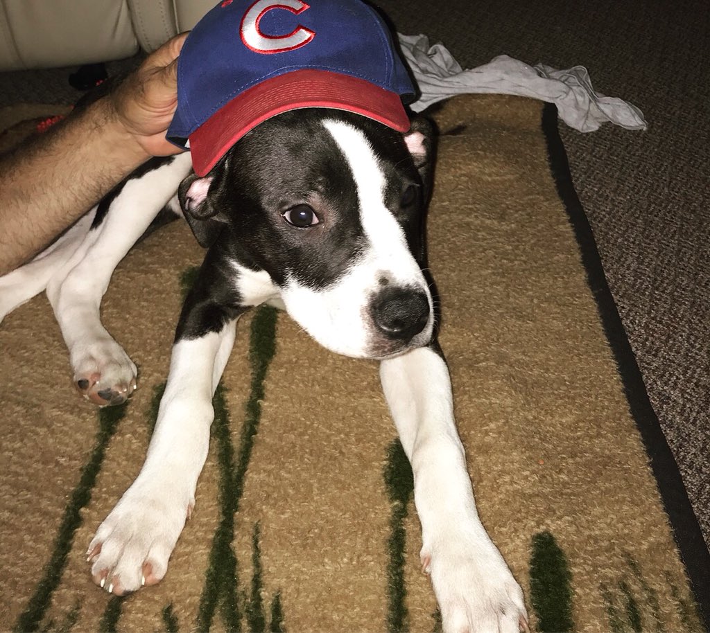 tor_5's tweet photo. Welcome to the family, Rizzo ❤️💙 @ARizzo44 @Cubs https://t.co/xUmrQ4Zi0s