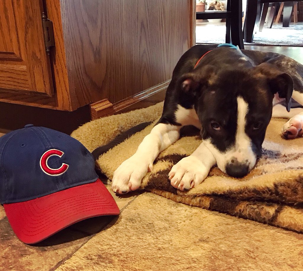 tor_5's tweet photo. Welcome to the family, Rizzo ❤️💙 @ARizzo44 @Cubs https://t.co/xUmrQ4Zi0s