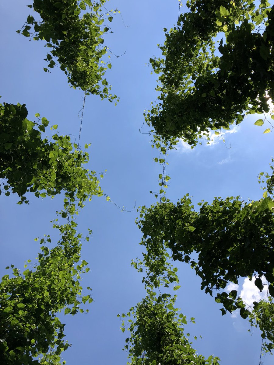 🌱 🇩🇪 Hallo Deutsche Hopfen! It was wonderful to meet growers &amp; their families - more on them coming soon! Although it has been dry &amp; hot, the hops are hanging in there as you can see. 😊 Photos ~3 weeks old. #BSGhops #hops #germanhops #HVG