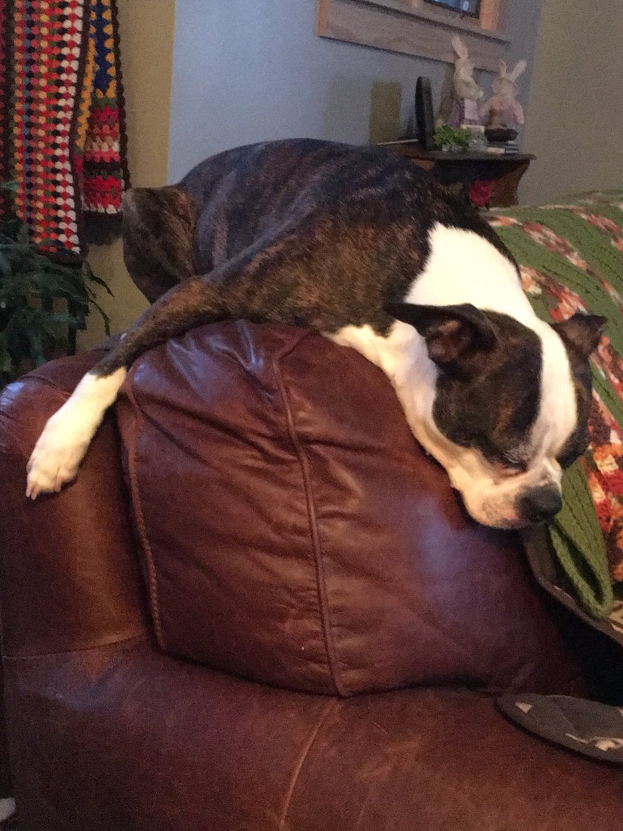 Yes, it was one of those days! #bostonterrier #Tuesday