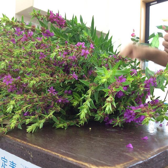 生花 鉢花 ぐりーんぽけっと お待たせしました ミソハギ入荷です 只今準備中 ミソハギ お盆準備 お墓花 田原市 たはら 花屋 はなや フラワーショップ ぐりーんぽけっと 本日入荷 たはら暮らし 花のある暮らし T Co 生花 鉢花 ぐりーんぽけっと お待たせしました ミソハギ入荷です 只今準備中 ミソハギ お盆準備 お墓花 田原市 たはら 花屋 はなや フラワーショップ ぐりーんぽけっと 本日入荷 たはら暮らし 花のある暮らし T Co